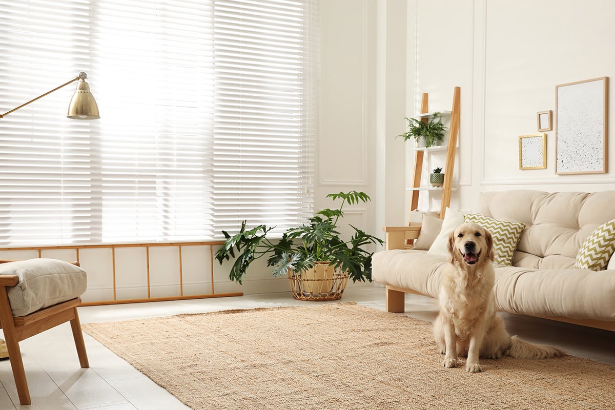 Mortgage Dog Happy In New Home
